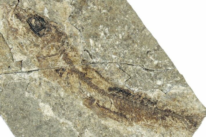 Oligocene Fossil Clupeoid Fish (Beksinskiella) - Poland #320629
